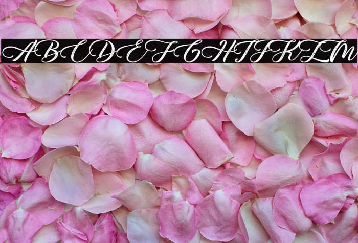 Monterey Bird - Personal Use Example 3