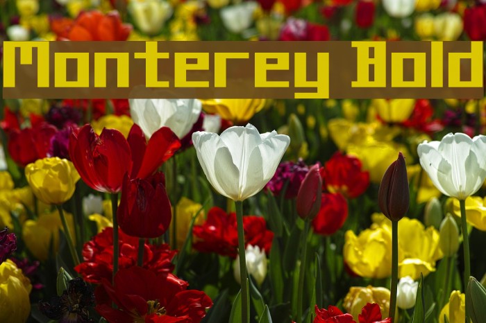 Monterey Bold Font examples