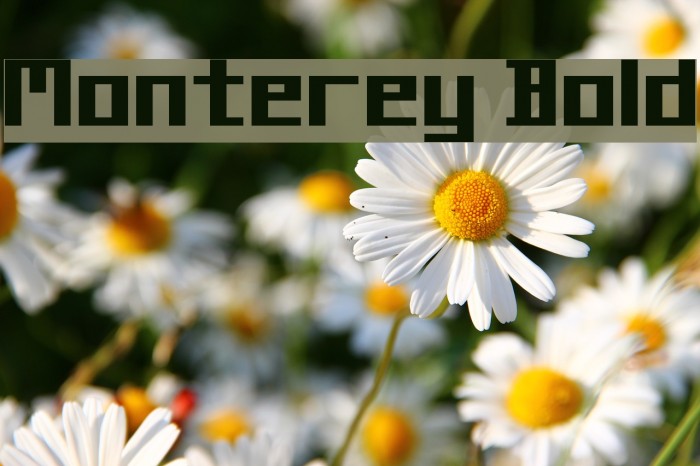 Monterey Bold Font examples