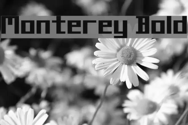 Monterey Bold Example 3