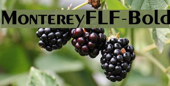 MontereyFLF-Bold Font examples