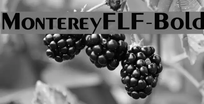 MontereyFLF-Bold Font examples