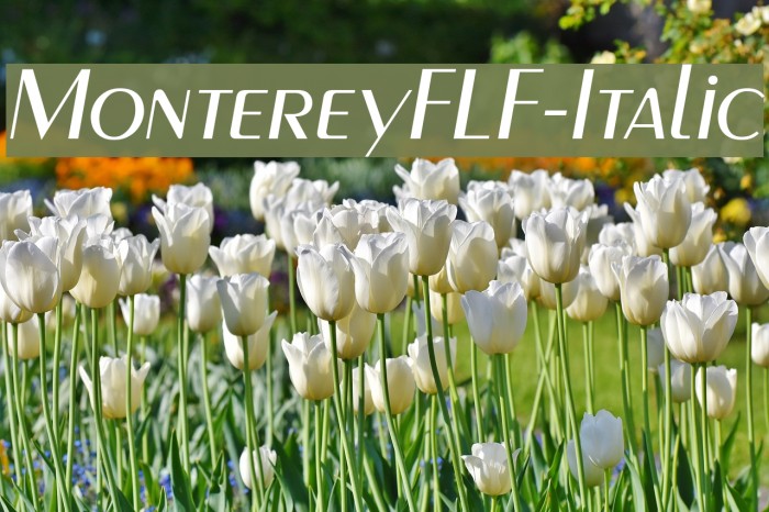 MontereyFLF-Italic Font examples