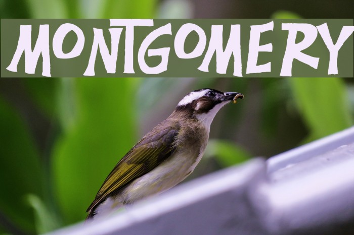 Montgomery Font examples