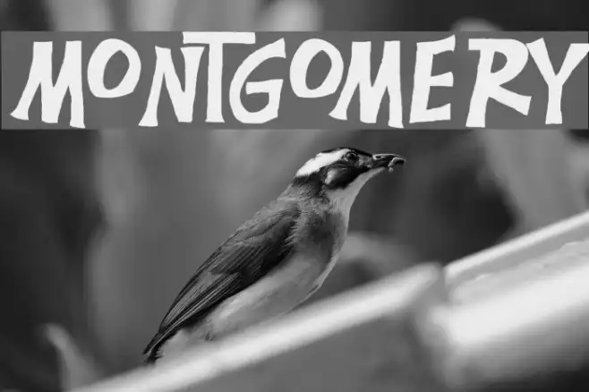 Montgomery Example 3
