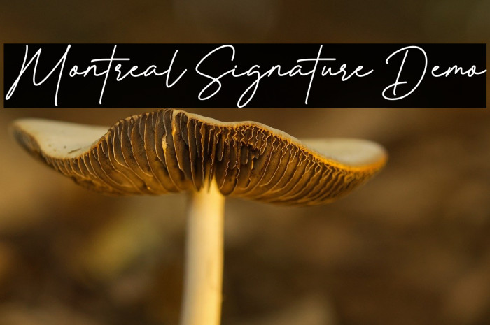 Montreal Signature Demo Example 2