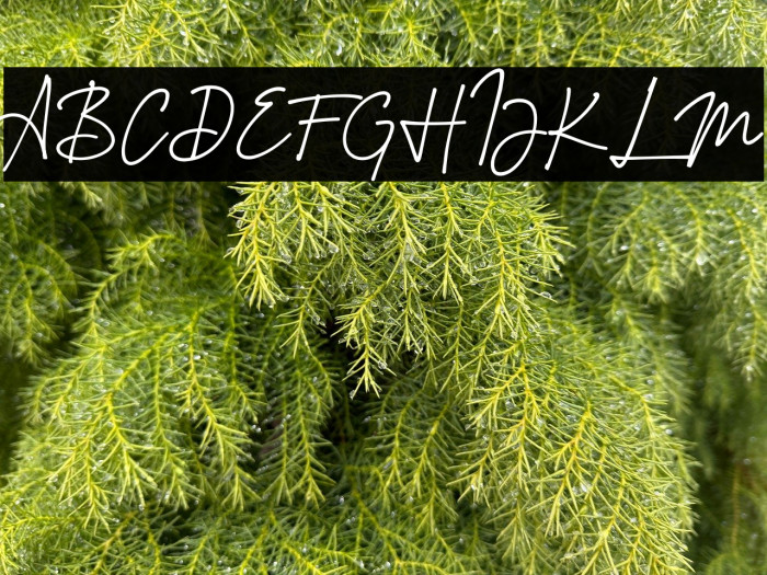 Montreuil Signature Font Example 1