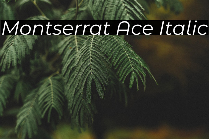 Montserrat Ace Italic Example 2