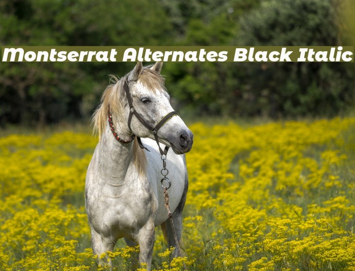 Montserrat Alternates Black Italic Font examples