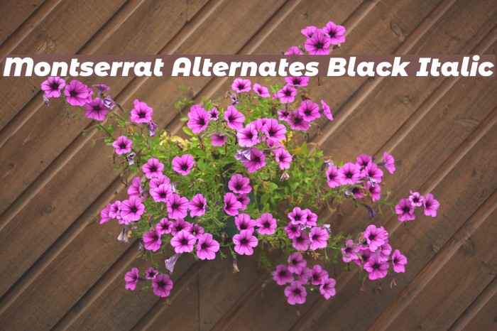Montserrat Alternates Black Italic Font examples