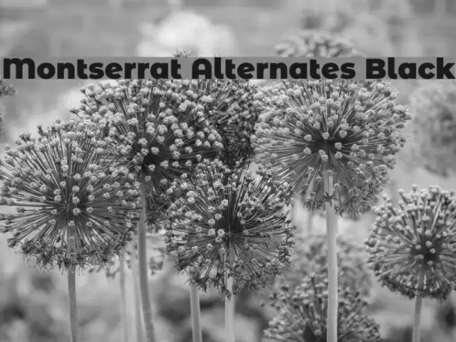 Montserrat Alternates Black Font examples
