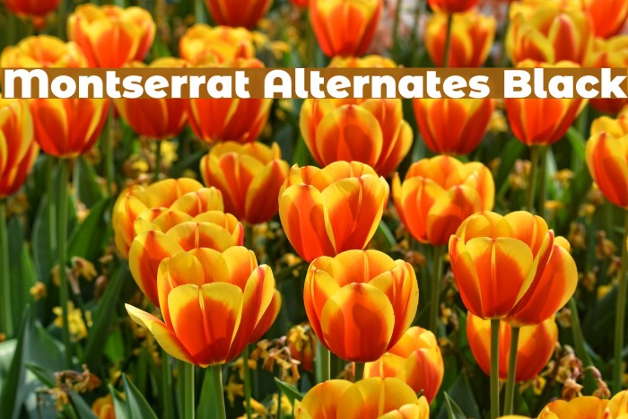Montserrat Alternates Black フォント examples