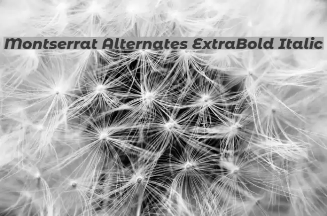 Montserrat Alternates ExtraBold Italic Font examples