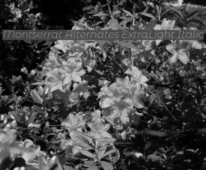 Montserrat Alternates ExtraLight Italic Font examples
