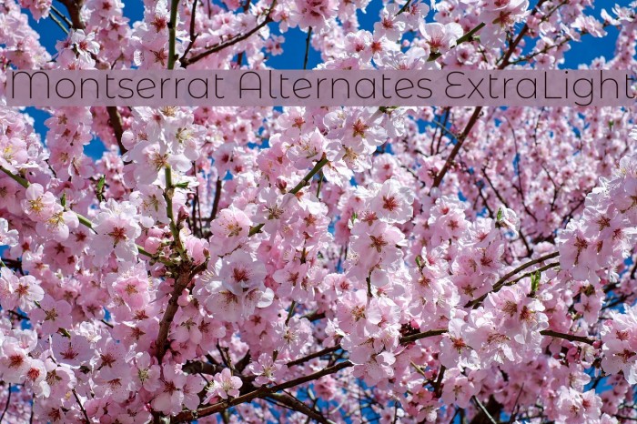 Montserrat Alternates ExtraLight Example 2