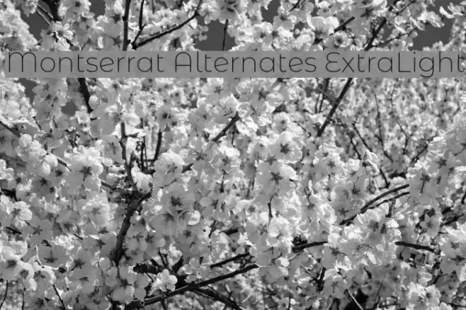 Montserrat Alternates ExtraLight Font examples