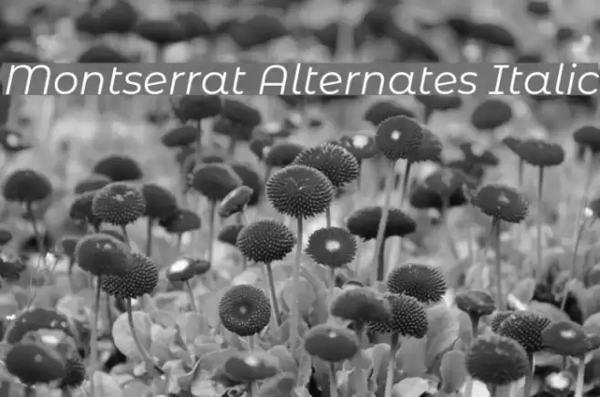 Montserrat Alternates Italic Font examples
