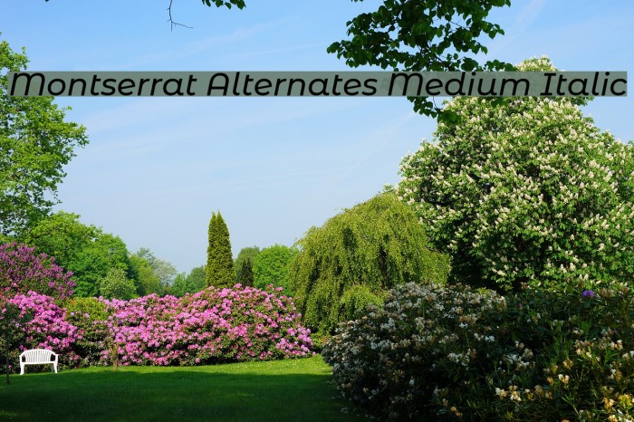 Montserrat Alternates Medium Italic Font examples