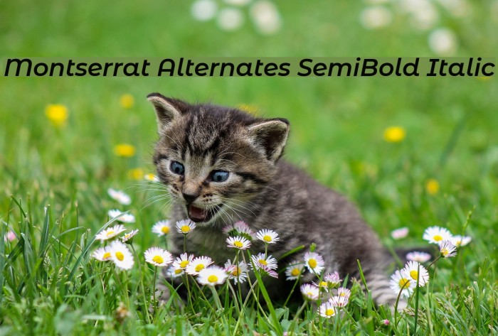 Montserrat Alternates SemiBold Italic Font examples