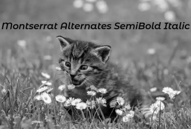 Montserrat Alternates SemiBold Italic examples