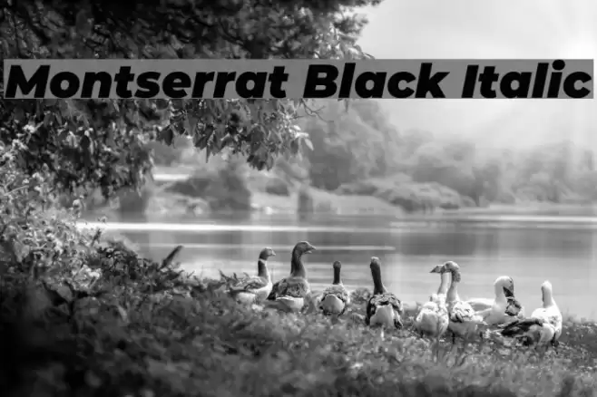 Montserrat Black Italic Font examples