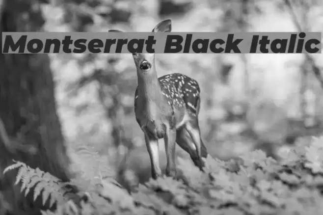 Montserrat Black Italic Font examples