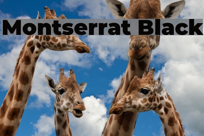 Montserrat Black フォント examples