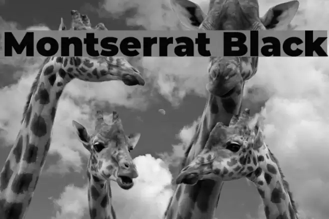 Montserrat Black フォント examples