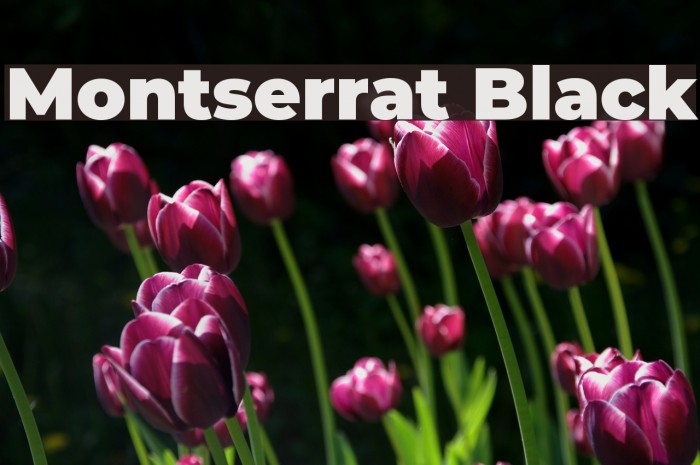 montserrat-black-font-ffonts