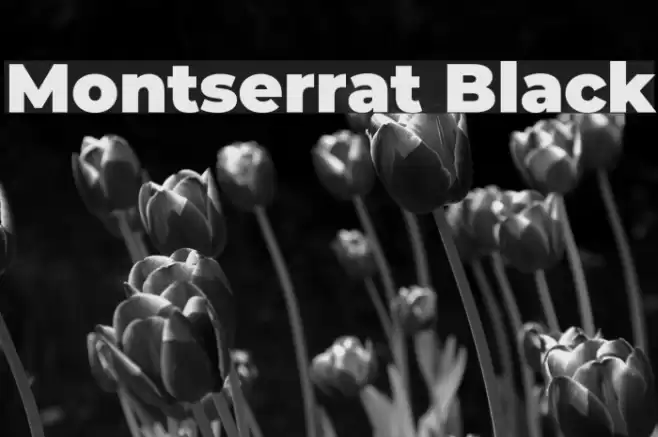 Montserrat Black フォント examples