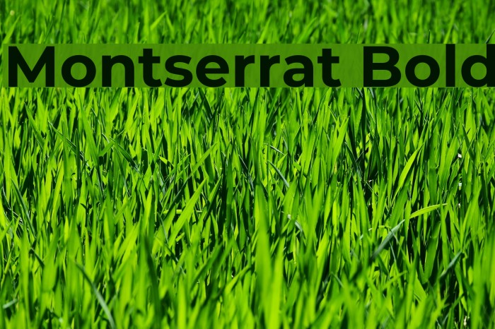 Montserrat Bold Font examples