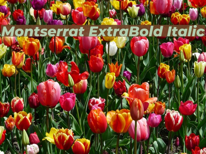 Montserrat ExtraBold Italic Font examples