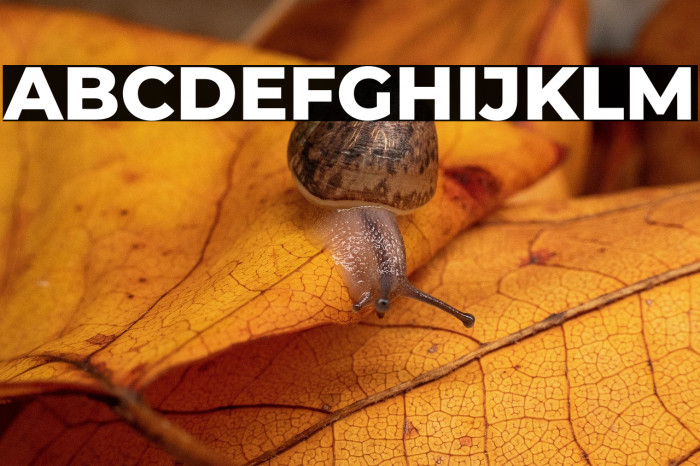 Montserrat ExtraBold Example 1