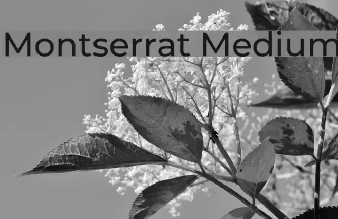 Montserrat Medium Font examples