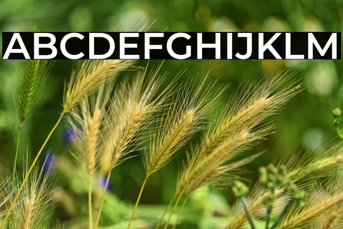 Montserrat SemiBold Example 1