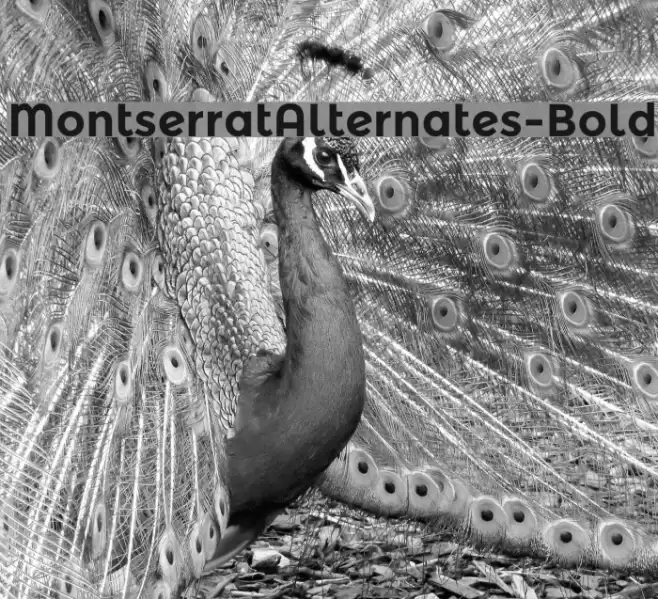 MontserratAlternates-Bold Font examples