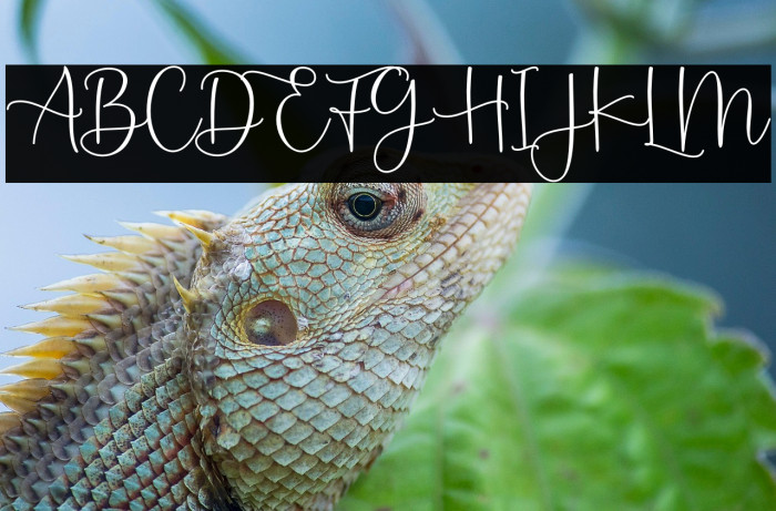 Montysse Demo Example 1