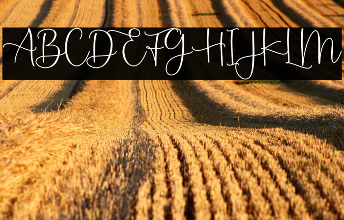 Montysse Demo Example 3