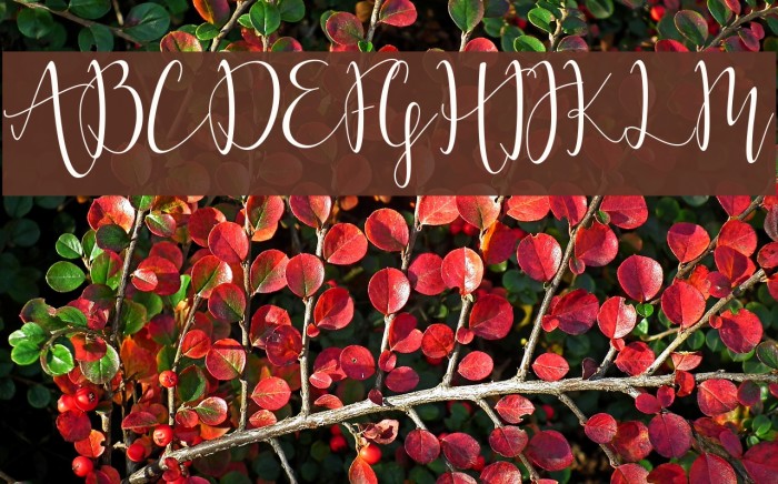 MoonlightRegular-Regular Font examples