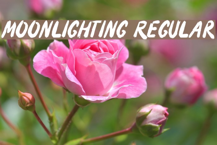 Moonlighting Regular Font examples