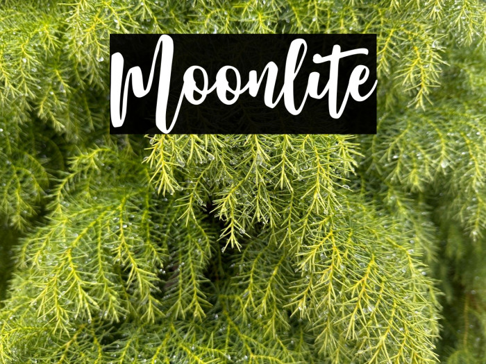 Moonlite Example 1