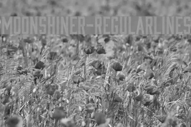 Moonshiner-RegularLines फ़ॉन्ट examples