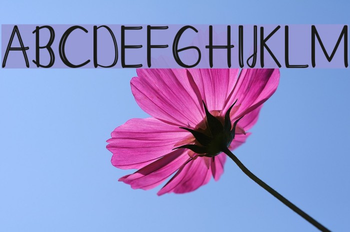 Moontea Family Example 2