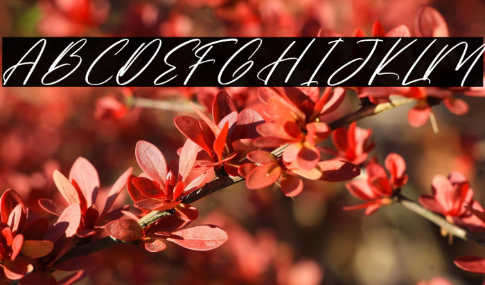 Moostnaly DEMO VERSION Italic Polices examples