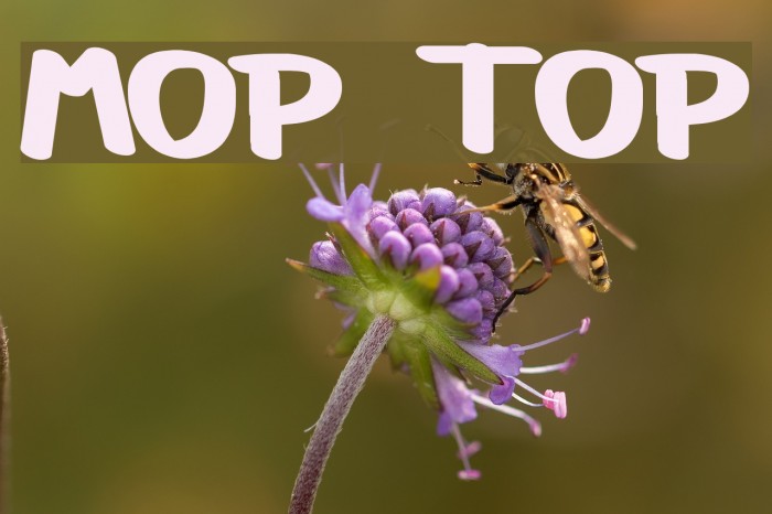 Mop Top Example 3