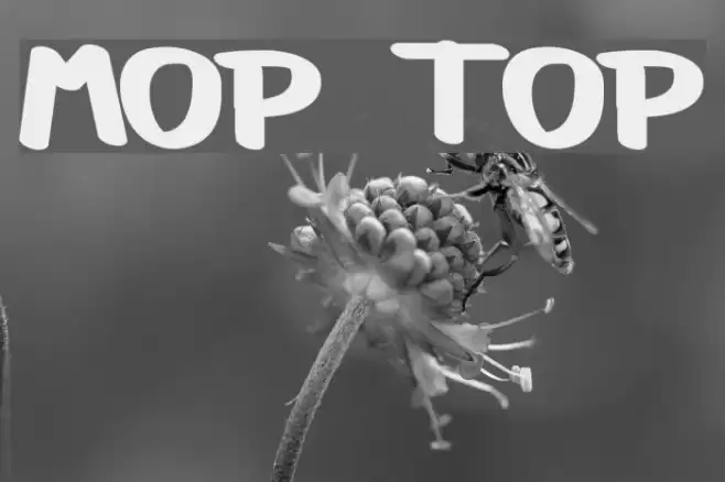 Mop Top Font examples