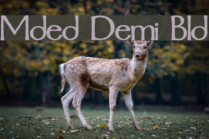 Mordred Demi Bold Caratteri examples
