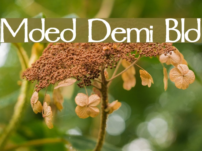 Mordred Demi Bold Caratteri examples