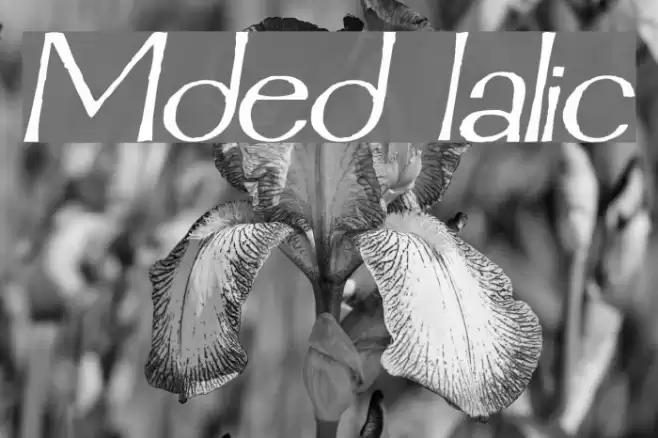 Mordred Italic Font examples