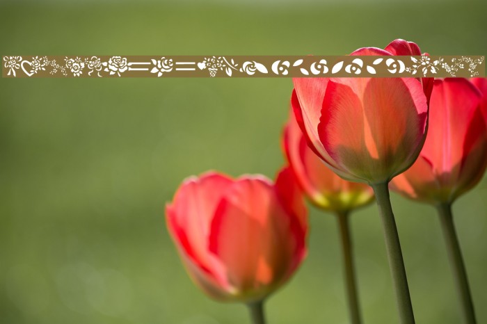More Roses! Font examples